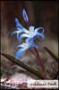 Address Book. (Flower Edition Vol. 14): Glossy And Soft Cover, Large Print, Font, 6" x 9" For Contacts, Addresses, Phone Numbers, Emails, Birthday And