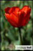 Address Book. (Flower Edition Vol. 48): Glossy and Soft Cover, Large Print, Font, 6 X 9 for Contacts, Addresses, Phone Numbers, Emails, Birthday and M
