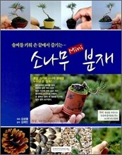 소나무 미니 분재