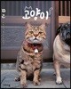 고양이