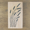 강아지풀(Foxtail)