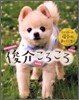 俊介ころころ