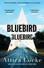 Bluebird, Bluebird