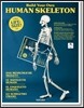 The Build Your Own Human Skeleton