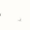 언니네 이발관 5집 - 가장 보통의 존재 [1,000장 리미티드 에디션 LP]