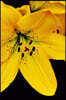 Brilliant Yellow Lily Flowers Journal: Take Notes, Write Down Memories in this 150 Page Lined Journal