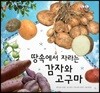 동식이랑 68 땅속에서 자라는 감자와 고구마