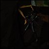 Danava - Hemisphere Of Shadows (Limited Edition)(LP)