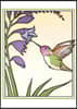 Anna's Hummingbird