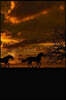 Wild Horses Running Free Across the Landscape at Dusk