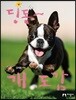 딩동~ 개 도감