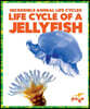 Life Cycle of a Jellyfish