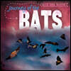 Journey of the Bats