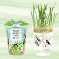 (내 손으로 키워먹는 건강새싹) 한컵새싹농장_밀싹