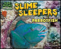 Slime Sleepers: Parrotfish