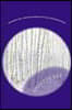 Daffodil Hill And the Purpose of the Lavender Fields. LARGE PRINT EDITION: Large Print