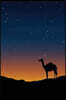 Dotted Journal 6 X 9: Twilight Sunset Desert Camel Stars Dot Grid Notebook 202 Pages