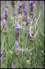 You know what to do, Just do it - Productivity Planner: 6x9 Inch Lined Journal/Notebook - Purple, Lavender, Flower, Nature, Calligraphy Art with photo