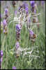 Shoot First - Photographer's Journal: 6x9 Inch Lined Journal/Notebook - Purple, Lavender, Flower, Nature, Calligraphy Art with Photography