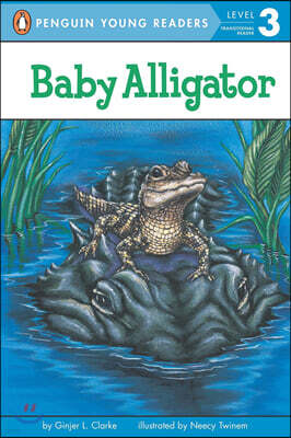 Baby Alligator