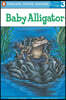 Baby Alligator