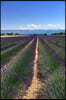 Lavender Farm Notebook