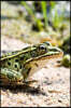 Leopard Frog on the Beach Journal: Take Notes, Write Down Memories in this 150 Page Lined Journal