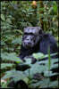 Chimpanzee in Uganda, Africa Journal: Take Notes, Write Down Memories in this 150 Page Lined Journal