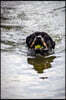 Rottweiler Caught the Ball, Swimming Back Journal: Take Notes, Write Down Memories in This 150 Page Lined Journal