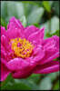 Pretty Pink Peony Flower Journal: Take Notes, Write Down Memories in This 150 Page Lined Journal