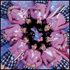 AKB48 - Sakura No Ki Ni Narou (Single)(CD+DVD)(Standard Edition A)