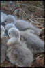 Swan Chicks Notebook: 150 Lined Pages, Softcover, 6 X 9