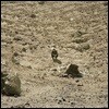 Ben Howard (벤 하워드) - Noonday Dream [투명 컬러 2 LP]