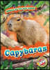 Capybaras