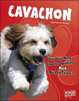 Cavachon: Cavalier King Charles Spaniels Meet Bichon Frises!