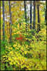 2019 Weekly Planner Nature Late Autumn 134 Pages: (notebook, Diary, Blank Book)