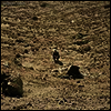 Ben Howard - Noonday Dream (Gatefold Cover)(MP3 Download)(180g)(2LP)