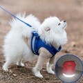 강아지 하네스 가슴줄 리드줄 블루