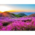 500조각 직소퍼즐▶ 황매산 철죽 [CA5142]