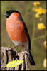 My Journal: Bird with peach chest and black back design 108 page journal 6x9 inches for note-taking, list-making and everyday refl