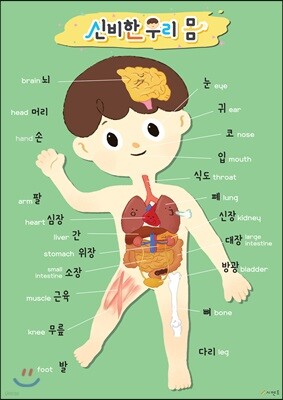 시멘토 학습벽보 학습앱 신비한 우리 몸