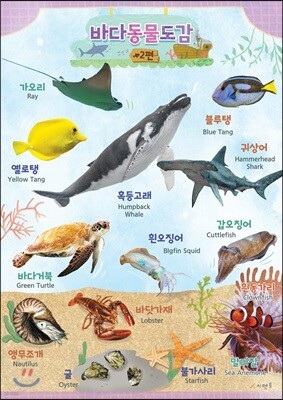 시멘토 학습벽보 학습앱 바다동물도감 2
