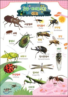 시멘토 학습벽보 학습앱 곤충거미류 1