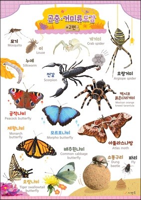 시멘토 학습벽보 학습앱 곤충거미류 2