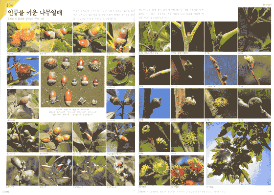 식물일기