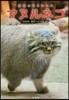 マヌルネコ
