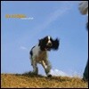 Cardigans - Emmerdale 카디건스 정규 1집 [LP]