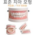 치아모형 (표준형) 모형치아 이빨모형 구강모형 교재