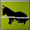 Promise Ring - The Horse Latitudes (Clear LP)