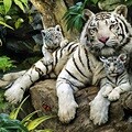 정글의 백호가족 [500피스/직소퍼즐/동물/PL741]